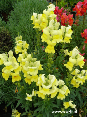 Antirrhinum majus geel ( Leeuwenbek ) - Klik op de afbeelding om het venster te sluiten